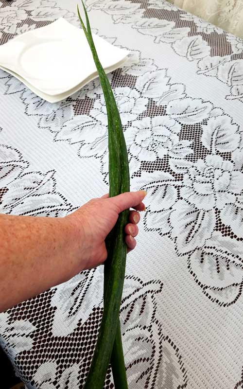 A hand holding two very large green onions. In the background are two white plates sitting on a white lace tablecloth.