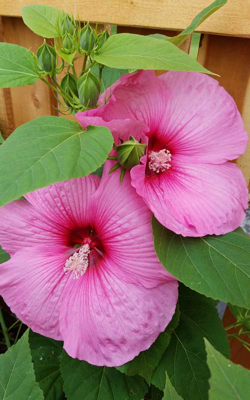 Fresh Hibiscus Tea tastes amazing, and is good for you. It is said to be good to lower blood pressure, lower cholesterol and to strengthen the immune system...and it is super simple to make!