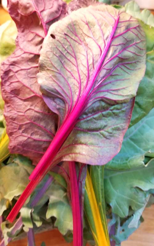 Underside view of a Swiss chard leaf. The image is showing off the purple stem and veins that are unique to Swiss chard.