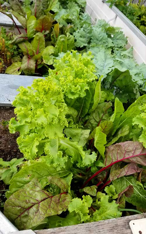 Swiss chard and curly leaf kale being grown in a garden.