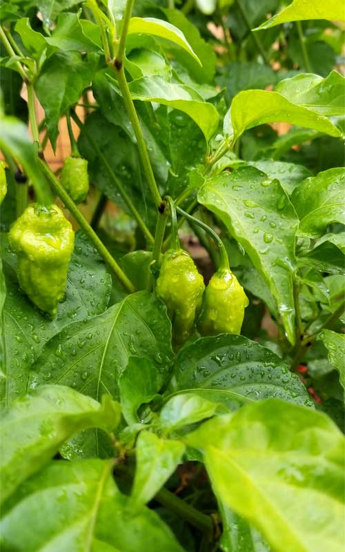 Green habaneros still on the plant. The leaves are covered in water droplets from a recent watering.